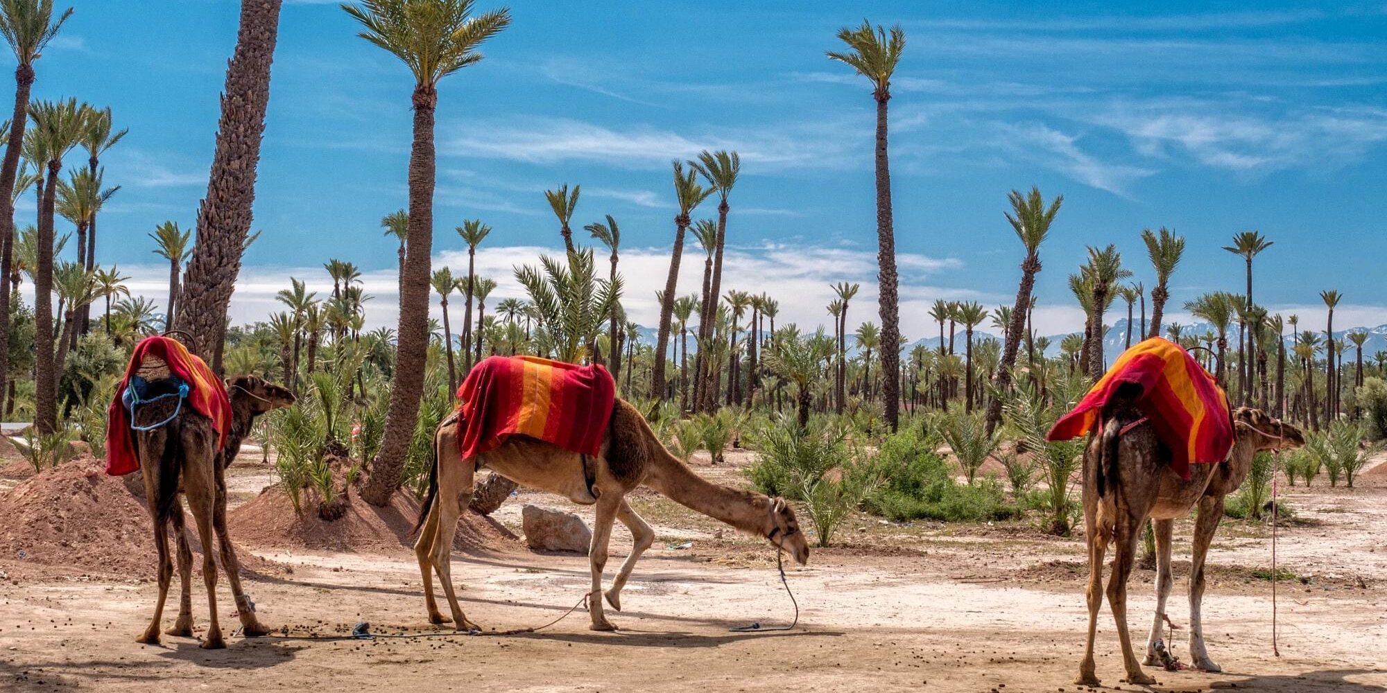 Palmeraie Marrakech